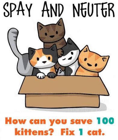 How you can save 100 kittens - Fix 1 cat (as of 07-19-2026)