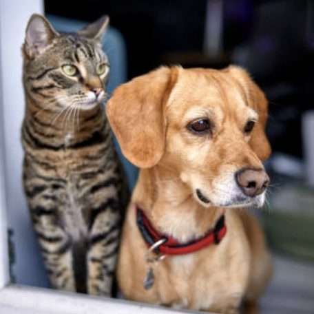 Stock photo - dog and cat in doorway